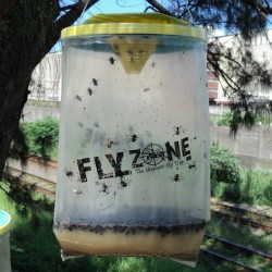 FLYZONE : PIÈGE À MOUCHES NON TOXIQUE, SANS DANGERS